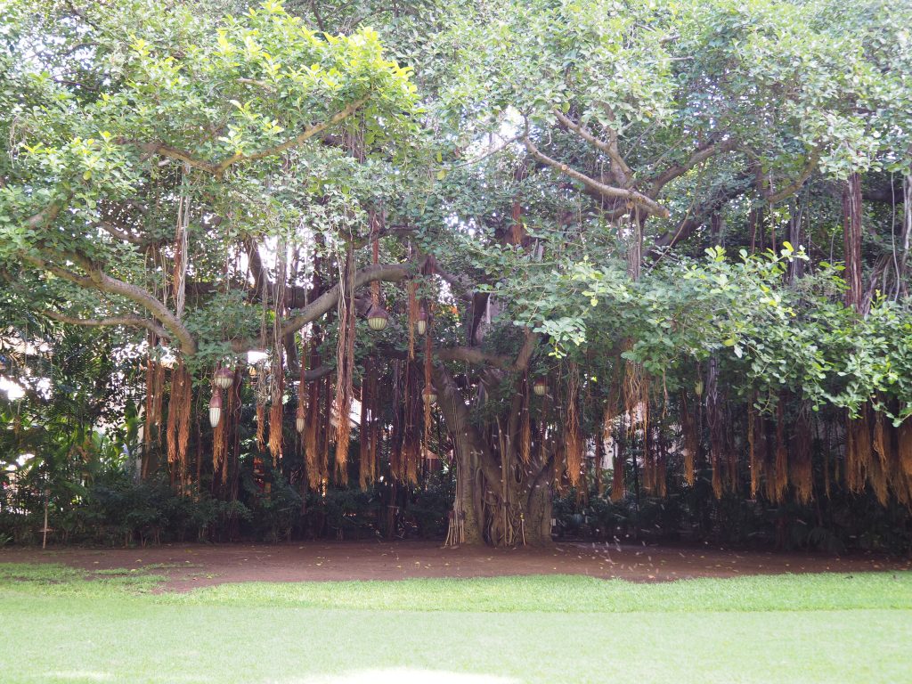 ロイヤルハワイアンホテル(The Royal Hawaiian)中庭にある木